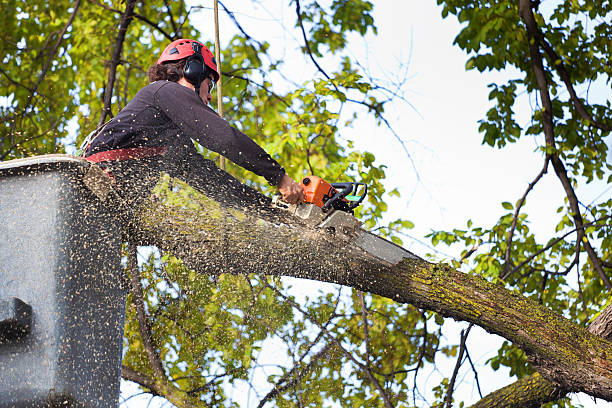 Seasonal Cleanup (Spring/Fall) in Park Ridge, NJ